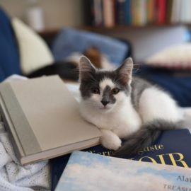 Por que os gatos se sentam sobre o que estamos lendo?