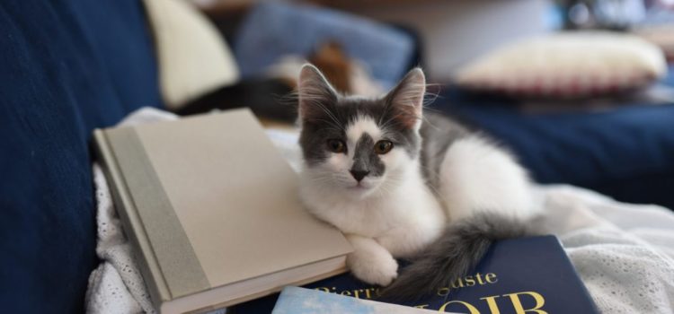 Por que os gatos se sentam sobre o que estamos lendo?