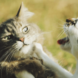 Dicas para evitar briga entre gatos
