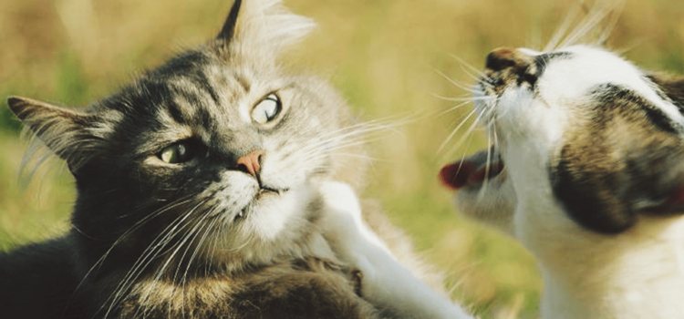 Dicas para evitar briga entre gatos